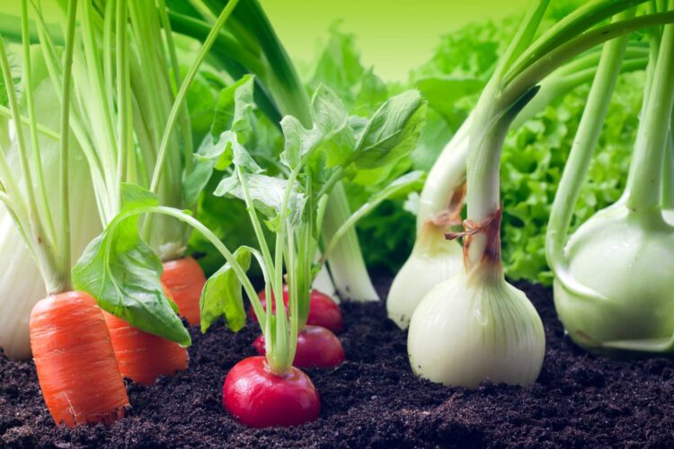 Vegetable Gardening for Beginners — Expert Advice